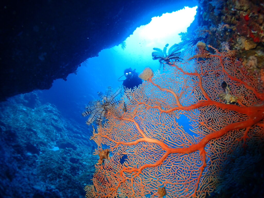 ドームウミウチワ